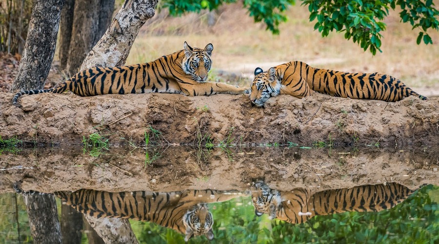 Wild in Varanasi