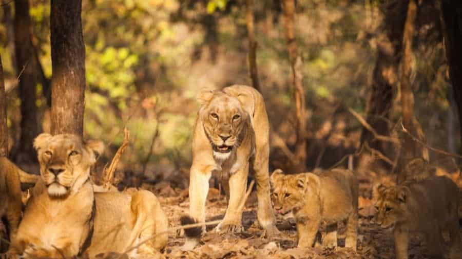 Gir National Park