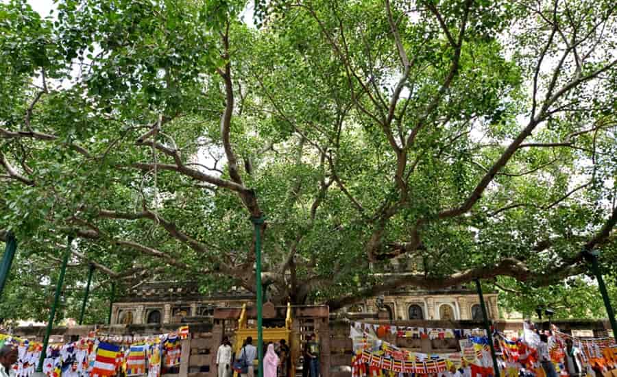 Bodhi Tree