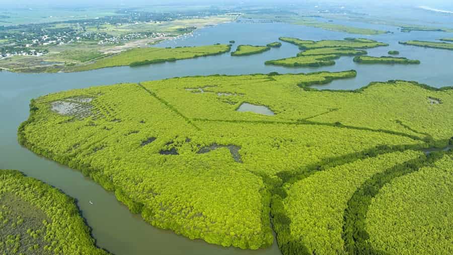 Pichavaram Mangrove Forest