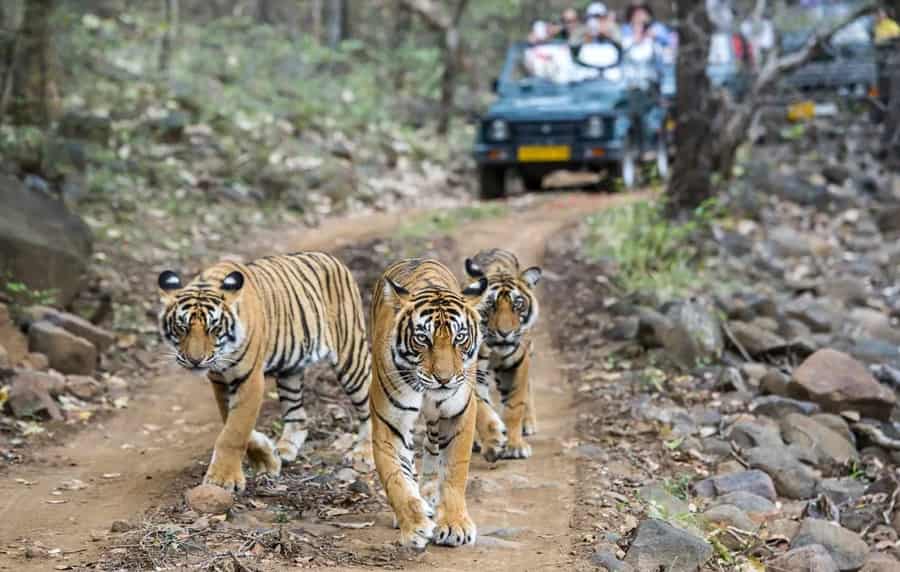 Rajaji National Park Wildlife