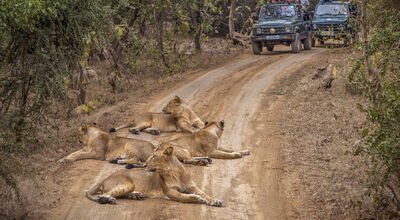 Dwarka Somnath with Gir National Park